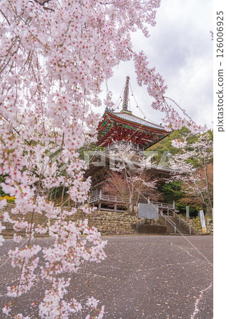 【第8复田所】熊谷寺櫻花與多寶塔【四國88寺院】 126006925