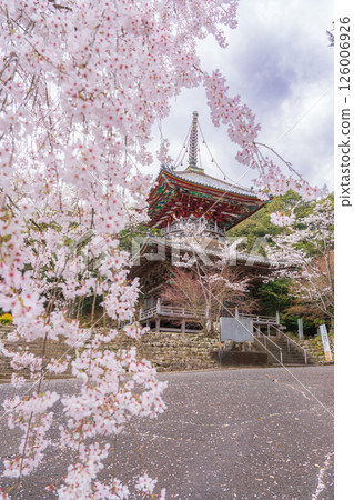 [8th Fudasho] Kumagaya Temple Cherry Blossoms and Tahoto Pagoda [Shikoku 88 Temples] 126006926