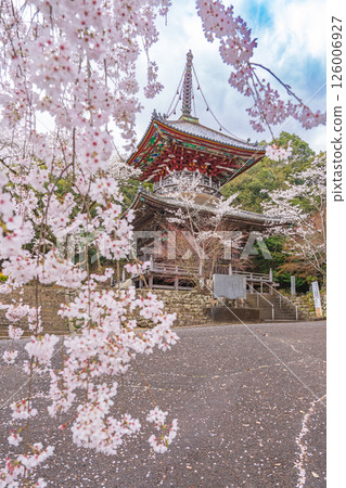 [8th Fudasho] Kumagaya Temple Cherry Blossoms and Tahoto Pagoda [Shikoku 88 Temples] 126006927