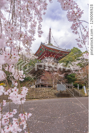 [8th Fudasho] Kumagaya Temple Cherry Blossoms and Tahoto Pagoda [Shikoku 88 Temples] 126006928