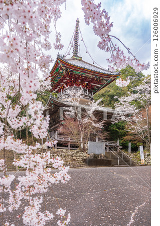 【第8复田所】熊谷寺櫻花與多寶塔【四國88寺院】 126006929