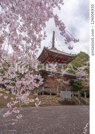 【第8复田所】熊谷寺櫻花與多寶塔【四國88寺院】 【第8复田所】熊谷寺櫻花與多寶塔【四國88寺院】 126006930