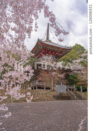 [8th Fudasho] Kumagaya Temple Cherry Blossoms and Tahoto Pagoda [Shikoku 88 Temples] 126006931