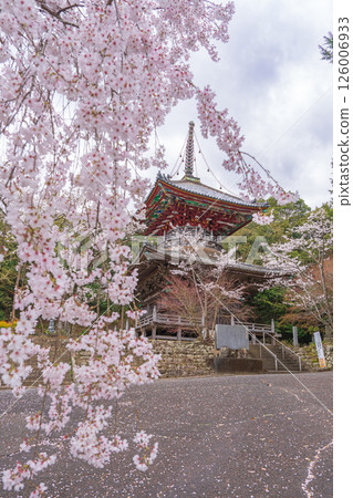 [8th Fudasho] Kumagaya Temple Cherry Blossoms and Tahoto Pagoda [Shikoku 88 Temples] 126006933