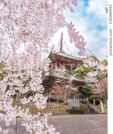 [8th Fudasho] Kumagaya Temple Cherry Blossoms and Tahoto Pagoda [Shikoku 88 Temples] 126006941