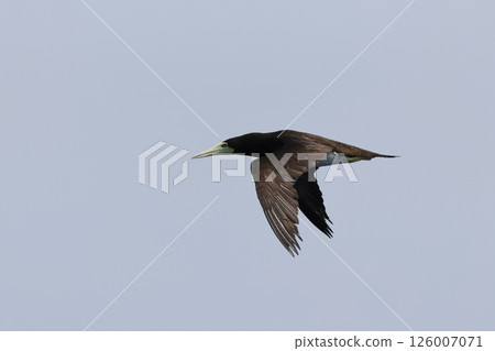 Flightless boobies Flightless boobies 126007071