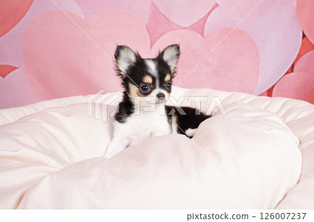 粉紅色包裡有吉娃娃小狗和白色床 126007237