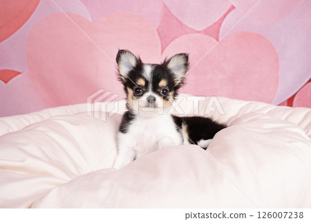 Chihuahua puppy in a pink bag and white bed 126007238