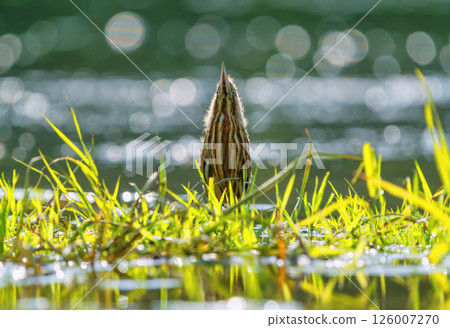The chick of the bittern bird Botaurus stellaris, standing on the river among the grass, stretched out to the top pretending to be a reed The chick of the bittern bird Botaurus stellaris, standing on the river among the grass, stretched out to the top pretending to be a reed 126007270