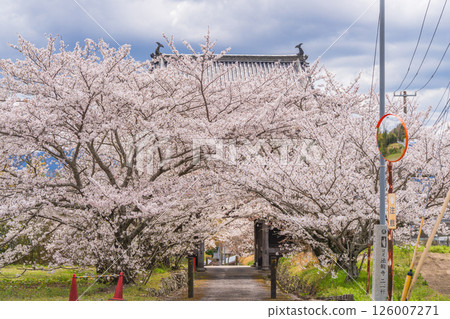[No. 8 Fudasho] Kumagai-ji Temple Row of cherry trees from the main gate [Shikoku 88 temples] 126007271