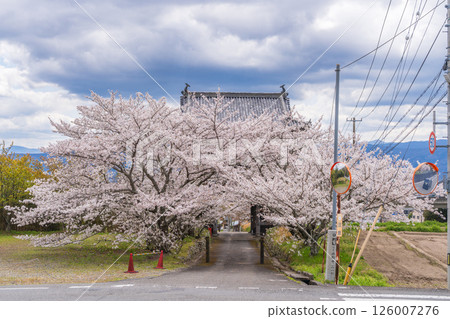 [No. 8 Fudasho] Kumagai-ji Temple Row of cherry trees from the main gate [Shikoku 88 temples] 126007276