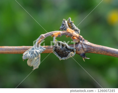 A withered young vine shoot, affected by recurrent spring frosts A withered young vine shoot, affected by recurrent spring frosts 126007285