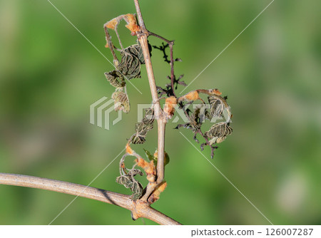 Withered shoots and inflorescences of grapes damaged by spring frosts Withered shoots and inflorescences of grapes damaged by spring frosts 126007287