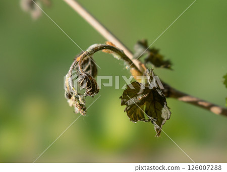 A withered young vine shoot, affected by spring frosts 126007288