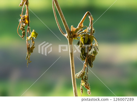 Withered shoots and inflorescences of grapes damaged by spring frosts 126007289