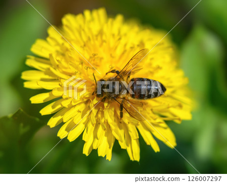 Bee on a bright yellow dandelion on a sunny day 126007297
