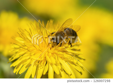 Pollinating insect near blooming dandelion 126007298