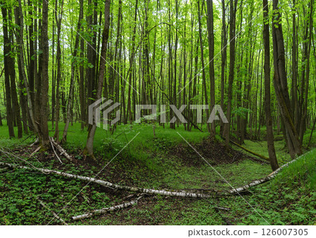 Dense woodland with fresh grass and new leaves Dense woodland with fresh grass and new leaves 126007305