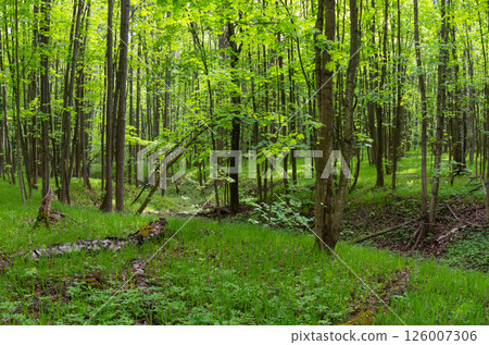 Natural landscape of a spring forest with sun rays Natural landscape of a spring forest with sun rays 126007306