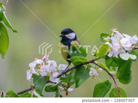 Tit bird among apple blossoms 126007307