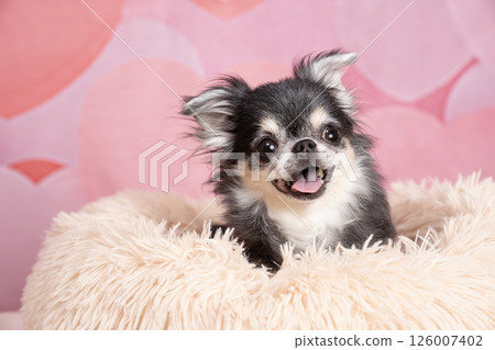 吉娃娃,背著粉紅色的心,面帶微笑 吉娃娃,背著粉紅色的心,面帶微笑 126007402