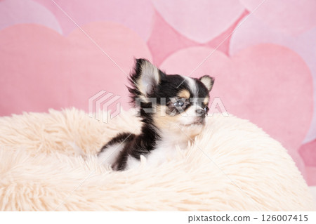 Chihuahua puppy in a pink bag and white bed 126007415