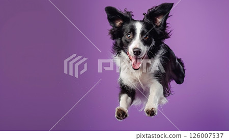 An energetic border collie jumping with joy on a bright purple background with copy space An energetic border collie jumping with joy on a bright purple background with copy space 126007537