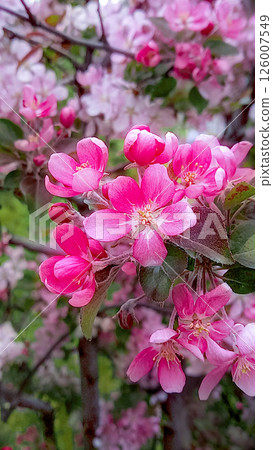 Pink apple tree in bloom on warm spring day. Close-up Pink apple tree in bloom on warm spring day. Close-up 126007549