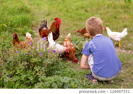 Child crouches in grassy field surrounded by chickens and roosters, observing them curiously. interaction with nature and animals on sunny day Child crouches in grassy field surrounded by chickens and roosters, observing them curiously. interaction with nature and animals on sunny day 126007551