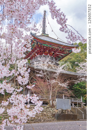 [8th Fudasho] Kumagaya Temple Cherry Blossoms and Tahoto Pagoda [Shikoku 88 Temples] 126007852