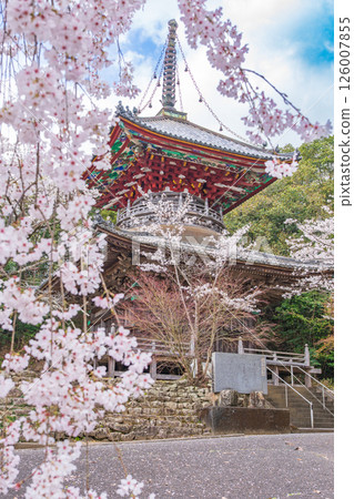 [8th Fudasho] Kumagaya Temple Cherry Blossoms and Tahoto Pagoda [Shikoku 88 Temples] 126007855