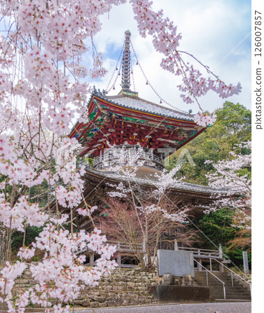 【第8复田所】熊谷寺櫻花與多寶塔【四國88寺院】 126007857