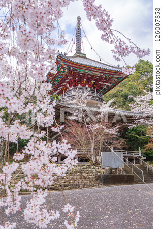 [8th Fudasho] Kumagaya Temple Cherry Blossoms and Tahoto Pagoda [Shikoku 88 Temples] 126007858