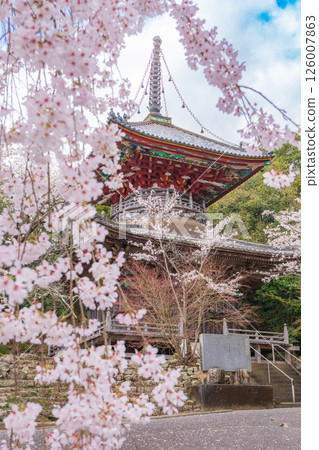 【第8复田所】熊谷寺櫻花與多寶塔【四國88寺院】 【第8复田所】熊谷寺櫻花與多寶塔【四國88寺院】 126007863