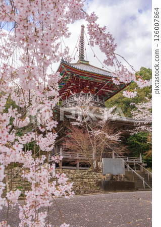【第8复田所】熊谷寺櫻花與多寶塔【四國88寺院】 【第8复田所】熊谷寺櫻花與多寶塔【四國88寺院】 126007864