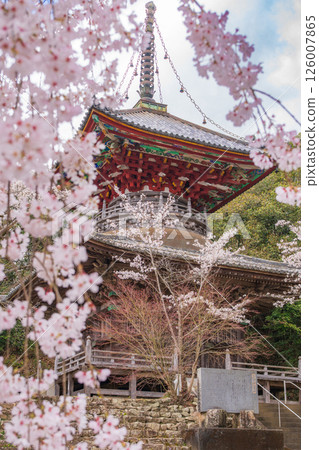 【第8复田所】熊谷寺櫻花與多寶塔【四國88寺院】 【第8复田所】熊谷寺櫻花與多寶塔【四國88寺院】 126007865