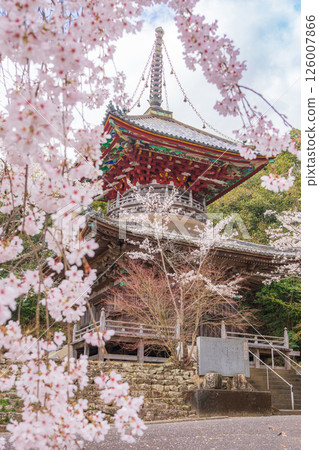 【第8复田所】熊谷寺櫻花與多寶塔【四國88寺院】 【第8复田所】熊谷寺櫻花與多寶塔【四國88寺院】 126007866