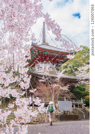 【第8复田所】熊谷寺櫻花與多寶塔【四國88寺院】 126007868