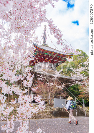 【第8复田所】熊谷寺櫻花與多寶塔【四國88寺院】 126007870