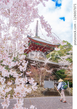 [8th Fudasho] Kumagaya Temple Cherry Blossoms and Tahoto Pagoda [Shikoku 88 Temples] 126007871