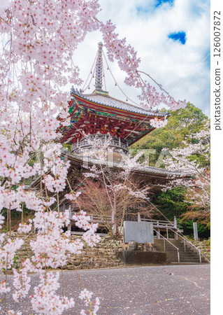【第8复田所】熊谷寺櫻花與多寶塔【四國88寺院】 126007872
