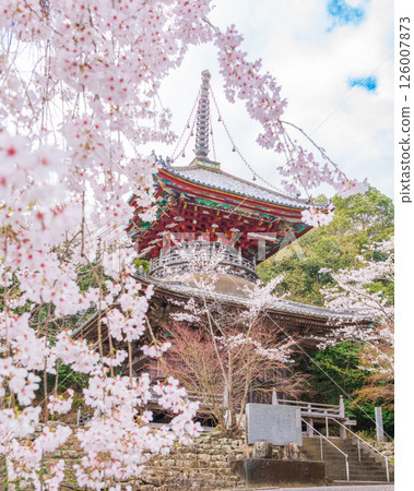 【第8复田所】熊谷寺櫻花與多寶塔【四國88寺院】 【第8复田所】熊谷寺櫻花與多寶塔【四國88寺院】 126007873