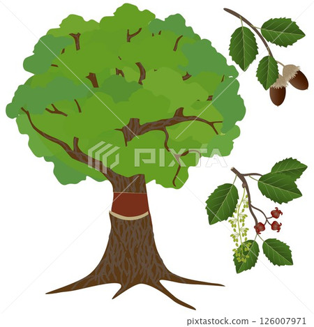 Cork oak with acorns and flowers on a white background. 126007971