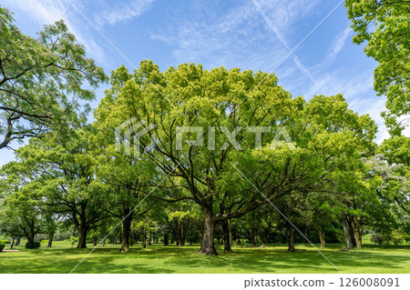 公園與綠色 公園與綠色 126008091