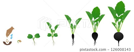 Cycle of growth of a black radish plant on a white background. 126008143
