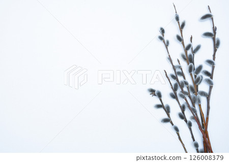 Beautiful blooming pussy willow branches on white background, top view 126008379