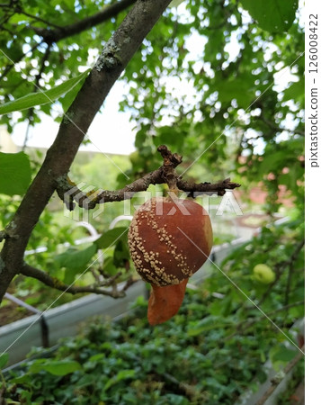 Rotten apple on branch. Spoiled crop of apples. Fruits infected by apple monilia fructigena. Farming, agriculture, remedy for trees diseases concept Rotten apple on branch. Spoiled crop of apples. Fruits infected by apple monilia fructigena. Farming, agriculture, remedy for trees diseases concept 126008422