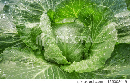 Close up photo of cabbage on an organic plantation, selective focus. Close up photo of cabbage on an organic plantation, selective focus. 126008449