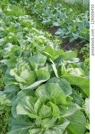 Close up of cabbage on an organic plantation, selective focus. Close up of cabbage on an organic plantation, selective focus. 126008450