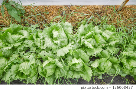Photo of lettuce on an organic plantation, selective focus. 126008457
